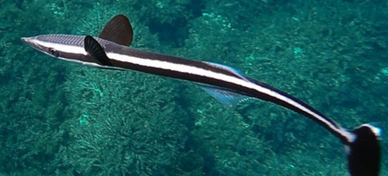 Echeneis naucrates_008